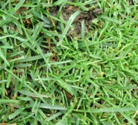 Kentucky Bluegrass